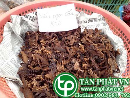 Cung cấp sỉ lẻ nấm ngọc cẩu tại Nam Định uy tín chất lượng
