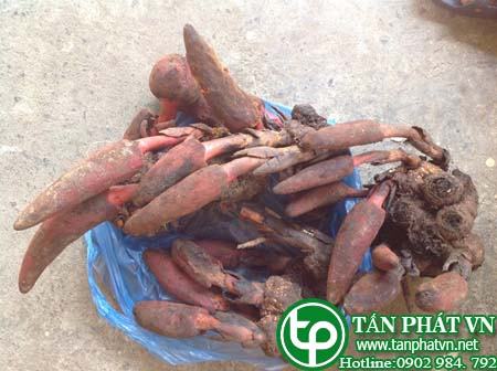 Cung cấp sỉ lẻ nấm ngọc cẩu tại Thái Bình bệnh hậu sản