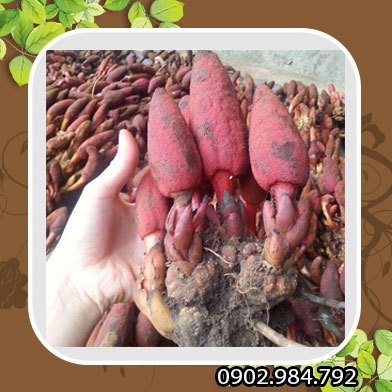 Phân phối sỉ lẻ nấm ngọc cẩu tại Bình Thuận giá tốt