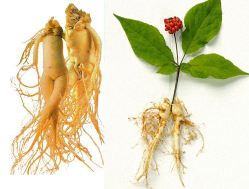 công dụng thần kỳ của củ sâm 