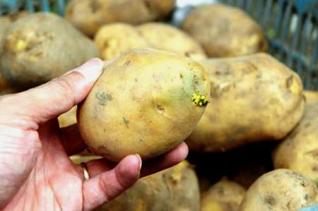 khoai tây mọc mầm rất độc