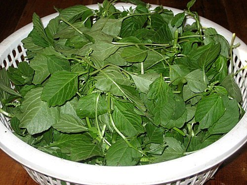 cây dền cơm